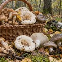 Грибы осенние