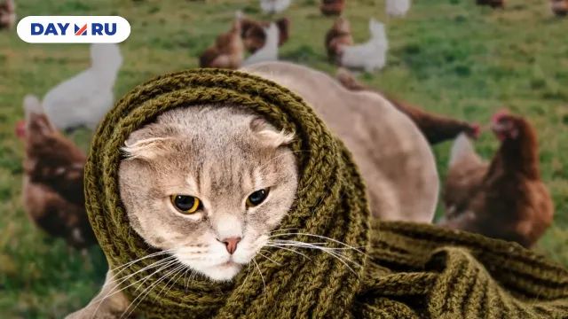 Вирус будет передаваться не только через кошек — через птиц и свиней тоже