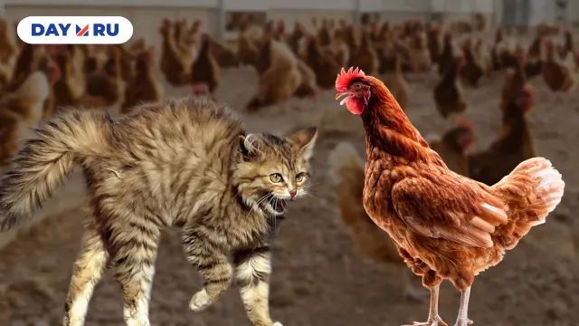 Птичий грипп Птичий грипп