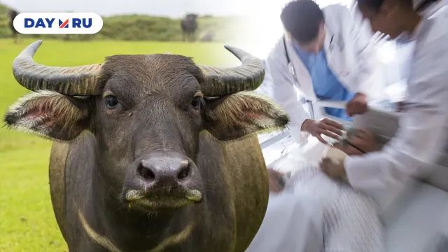 Новомосквича забодал бык