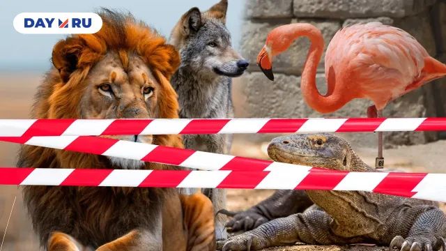 Лев, волк и другие домашние животные — вне закона