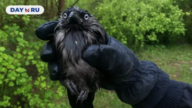 Гальченок
