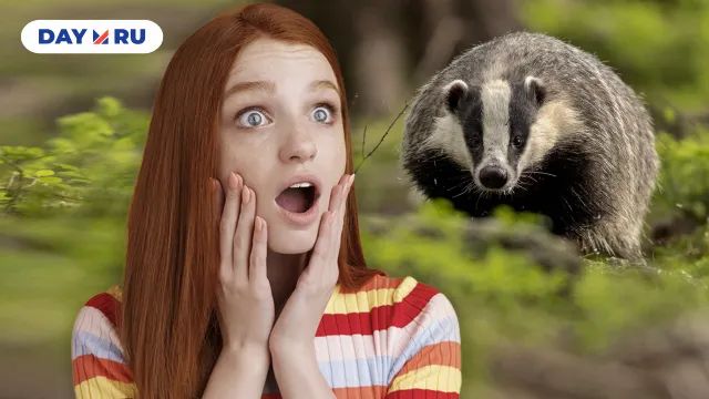 девушка и барсук