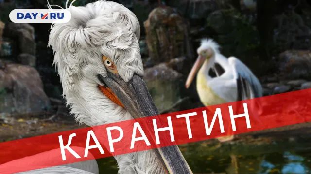Кудрявый пеликан Кудрявый пеликан