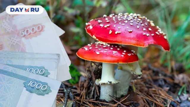 Штраф за сбор мухомора Штраф за сбор мухомора
