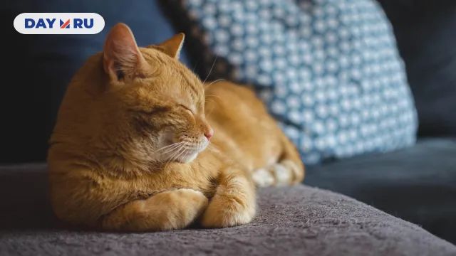 Кот