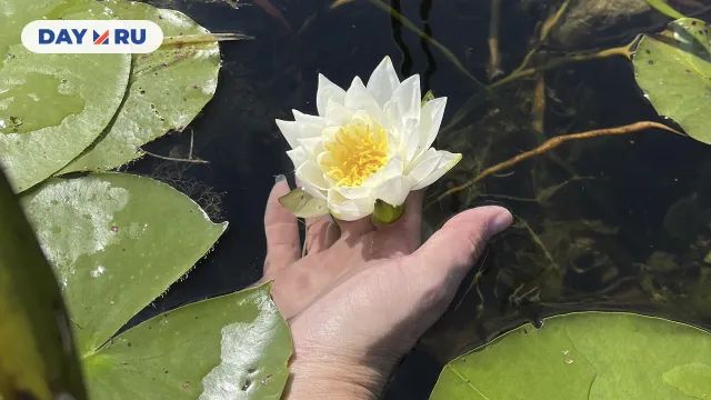 Водяная лилия Водяная лилия
