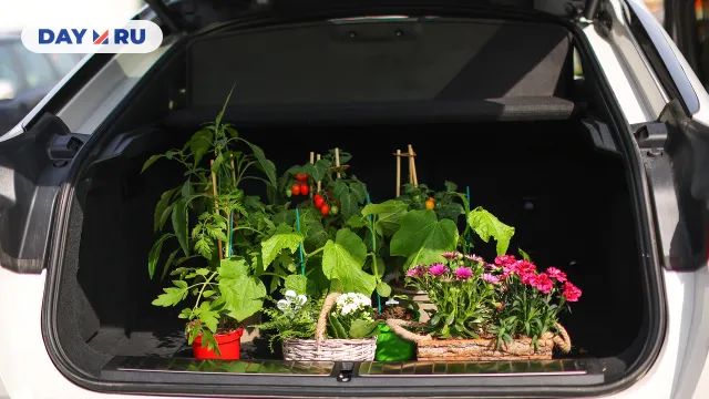 Рассада Рассада
