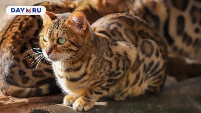 Кошки