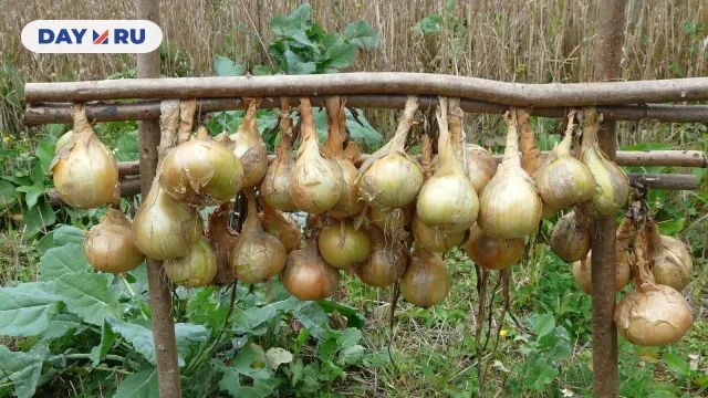 Лук