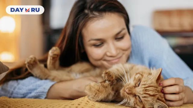 кошка хозяева
