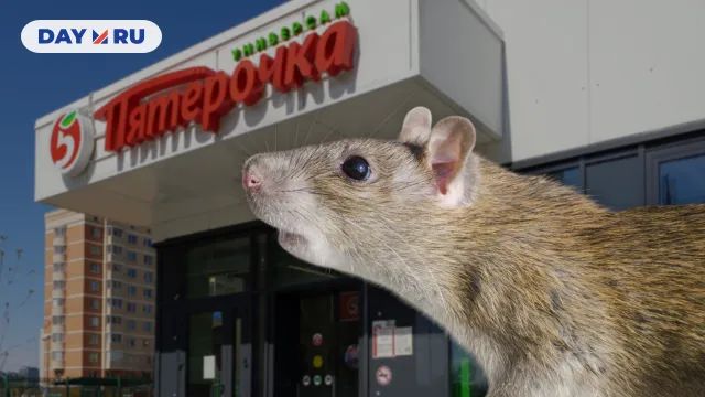 Крыса Крыса