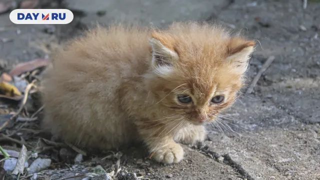 Котенок Котенок