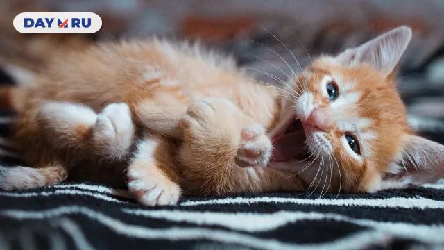 Котенок Котенок