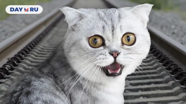Кот на рельсах Кот на рельсах