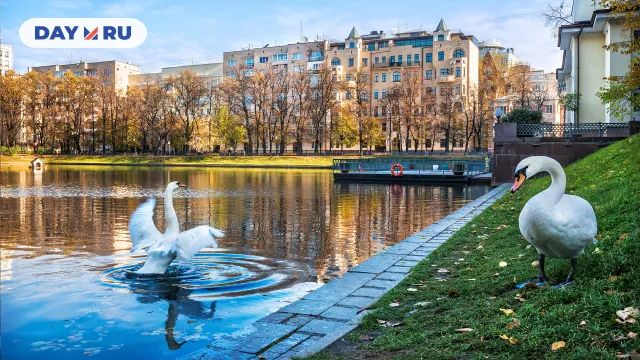 Лебеди на Патриарших прудах