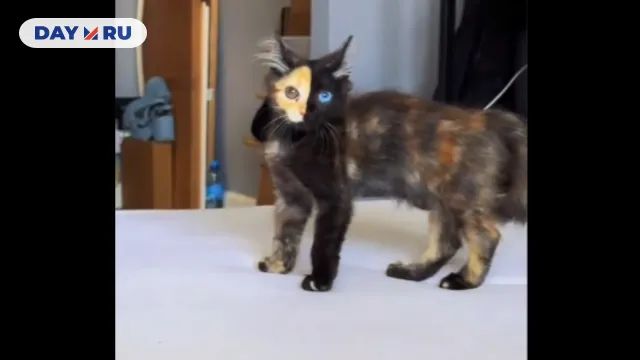 Котенок