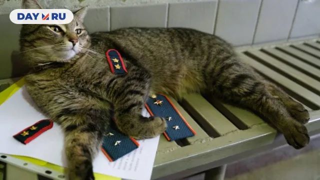 Кот Толик