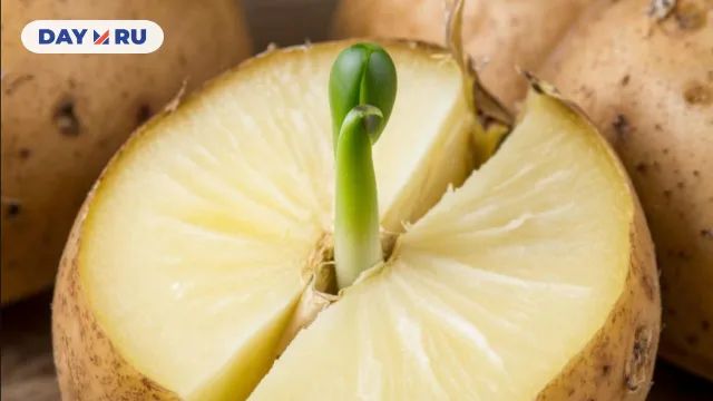 картофель