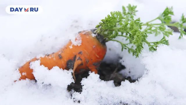 Морковь Морковь
