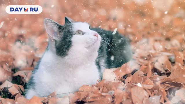 Первый снег Первый снег