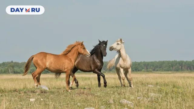 Лошади