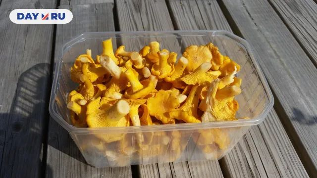 Лисички