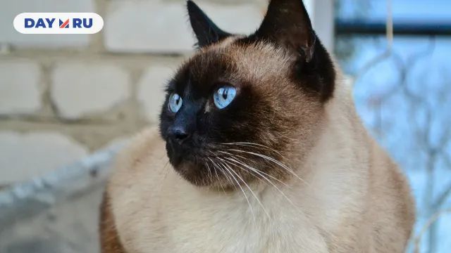 Кошка