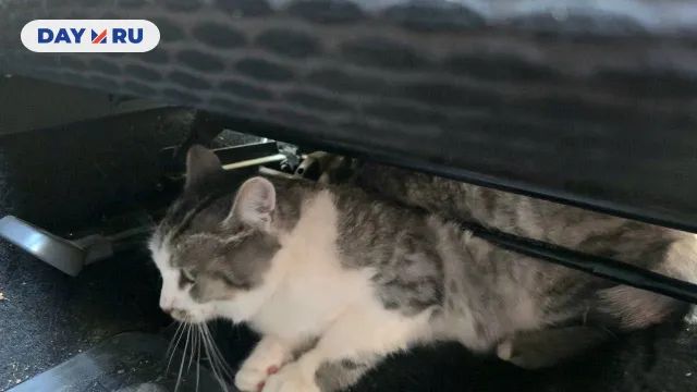 Спасенная кошка Маруся