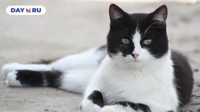 Кот