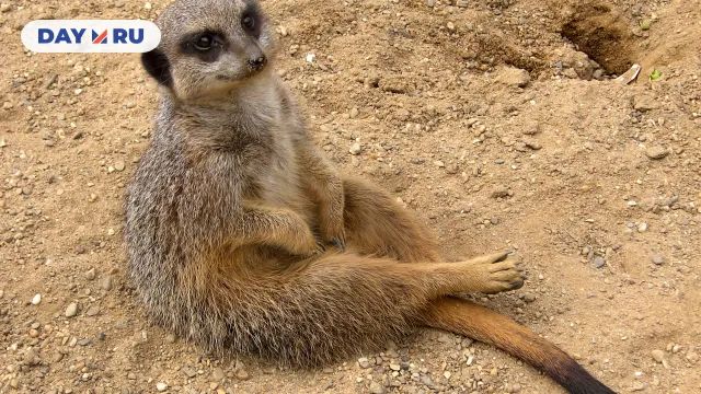 Сурикат в Антверпенском зоопарке