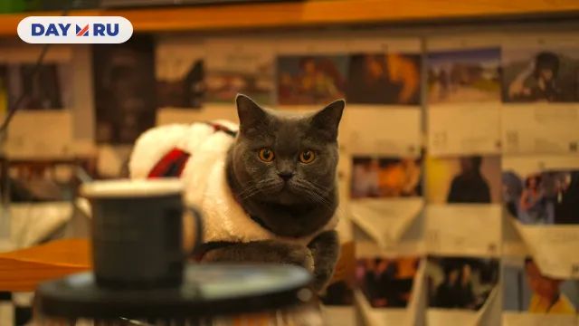 кошка кошка