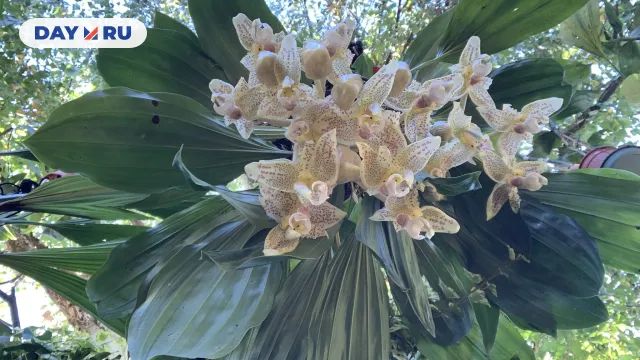 Стангопея глазчатая