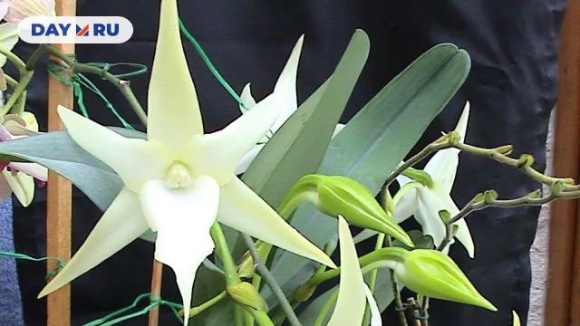 Орхидея Ангрекум