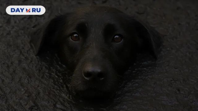 Собака в яме с мазутом