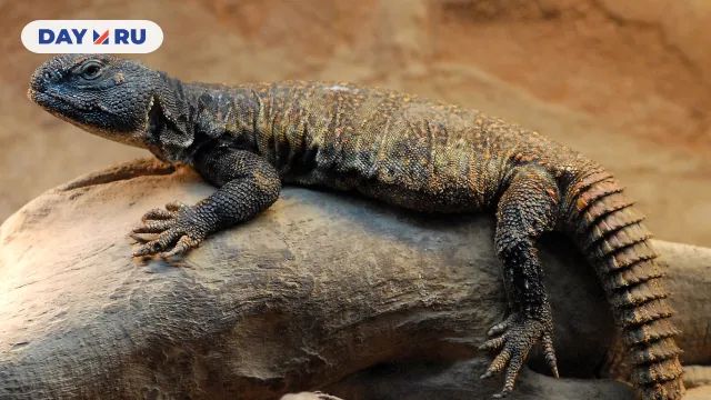 Африканский шипохвост