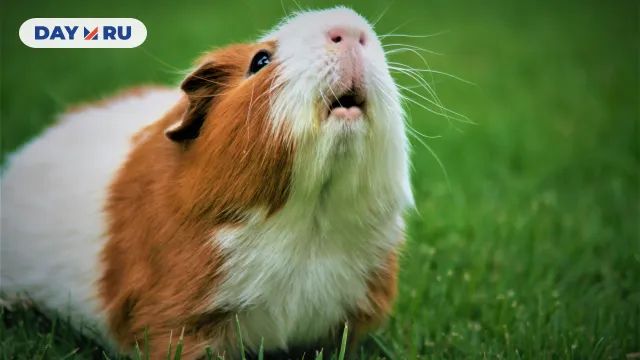 Морская свинка