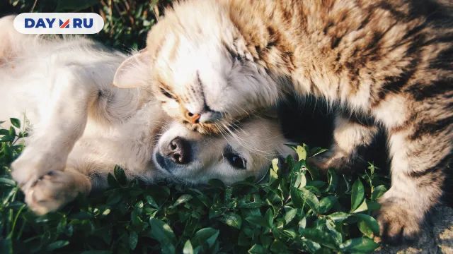  Кошка и собака