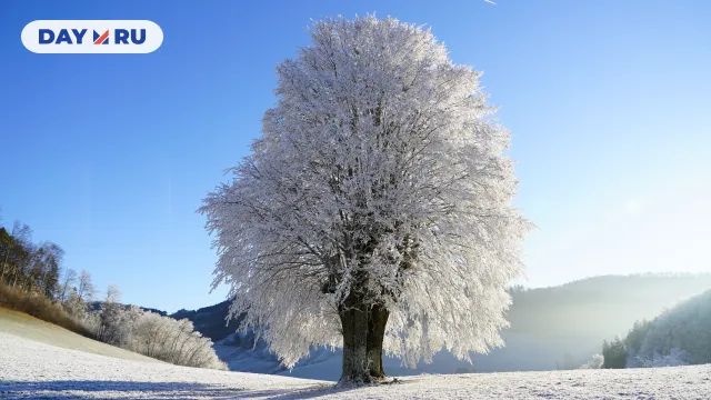 Снег, погода, дерево
