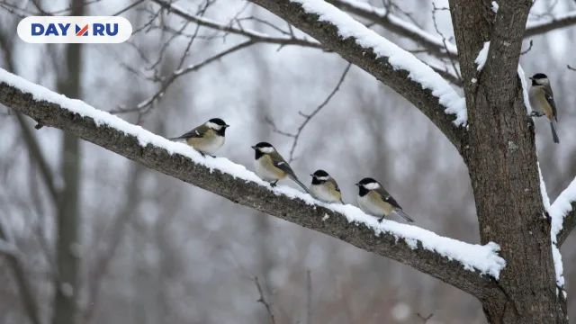 Птицы, снег