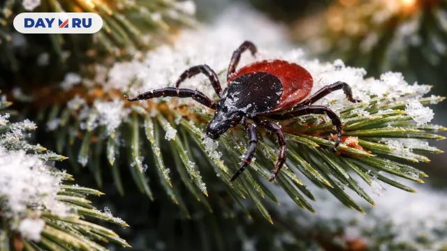 Клещ на елке