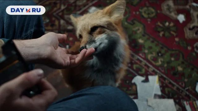 «Как приручить лису»