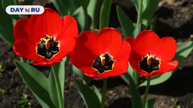 Тюльпаны «Галина Уланова»