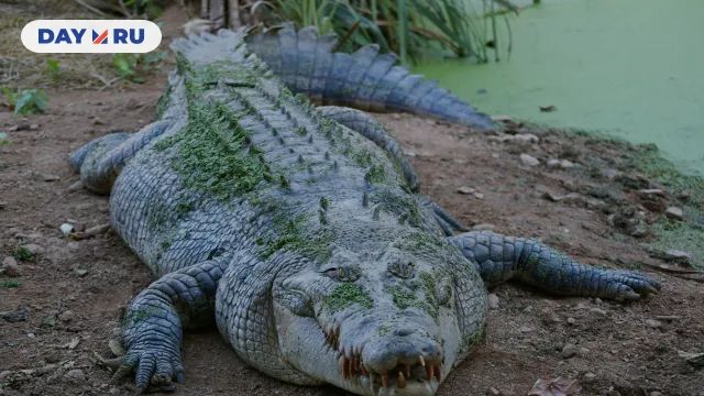 Крокодил