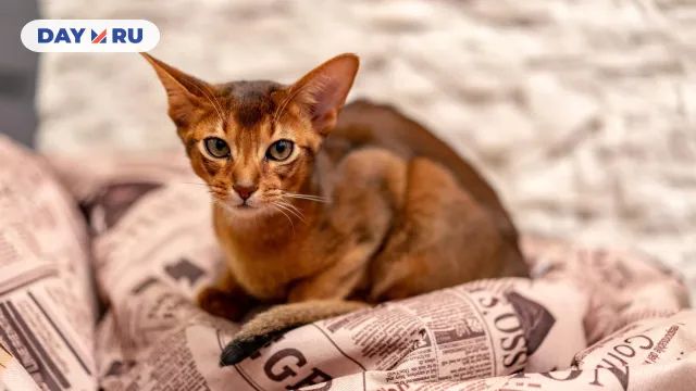 Абиссинская кошка