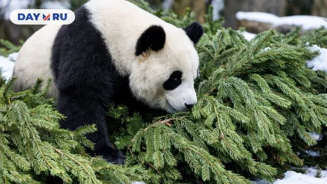 Панда изучает хвойные ветки