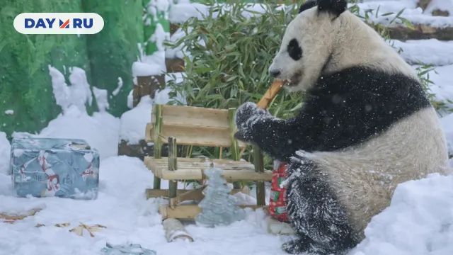 Панда катюша играет с санками 