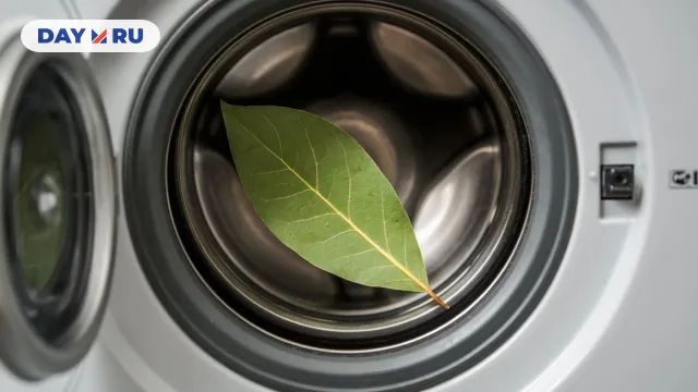 Неожиданный лайфхак: зачем стирать вещи с лавровым листом?