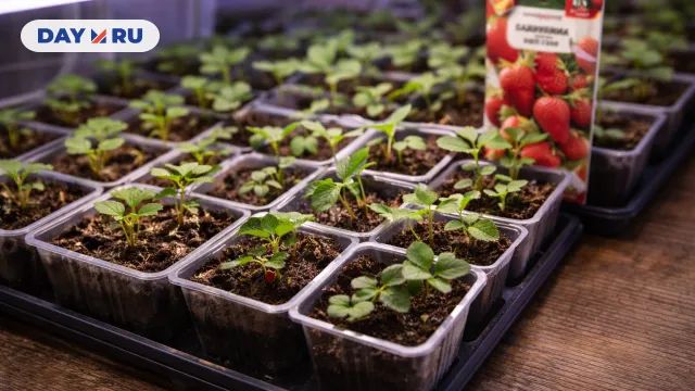 Ростки земляники под растущими огнями