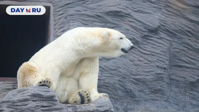 Белый медведь